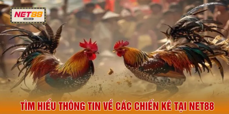 Tìm hiểu thông tin về các chiến kê tại NET88